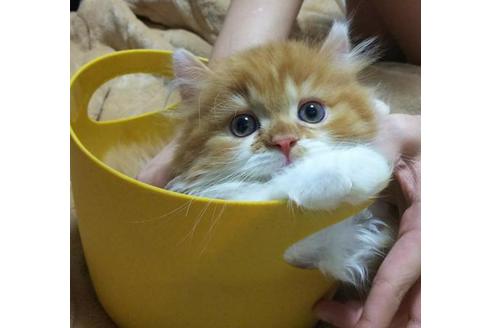 成約済の愛知県のスコティッシュフォールド-3457の5枚目