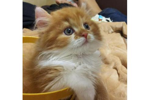 成約済の愛知県のスコティッシュフォールド-3457の3枚目