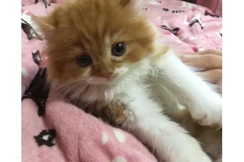 成約済の愛知県のスコティッシュフォールド-3457の2枚目