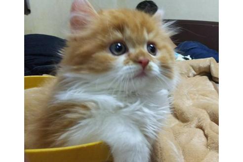 成約済の愛知県のスコティッシュフォールド-3457の1枚目