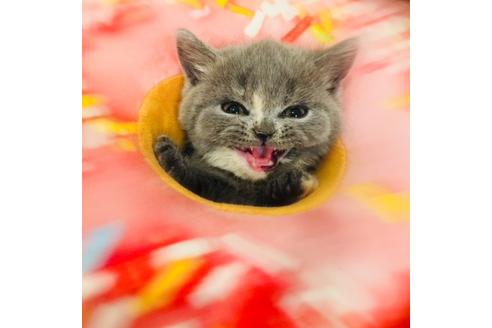 成約済の大阪府のブリティッシュショートヘア-3458の5枚目