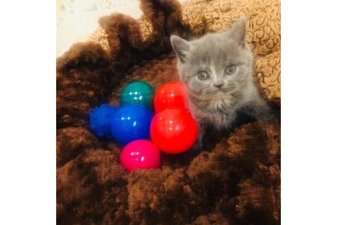 成約済の大阪府のブリティッシュショートヘア-3458の4枚目