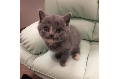 成約済の大阪府のブリティッシュショートヘア-3458の3枚目