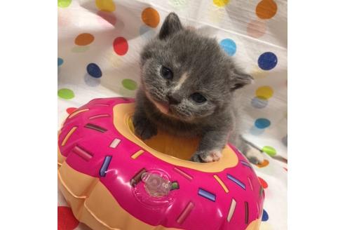 成約済の大阪府のブリティッシュショートヘア-3458の2枚目