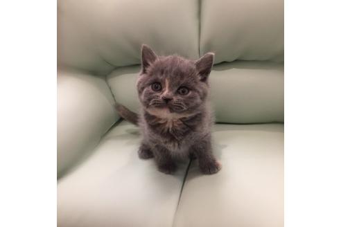 成約済の大阪府のブリティッシュショートヘア-3458の1枚目