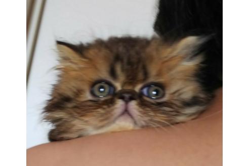 成約済の愛知県のペルシャ(チンチラ)-3396の5枚目