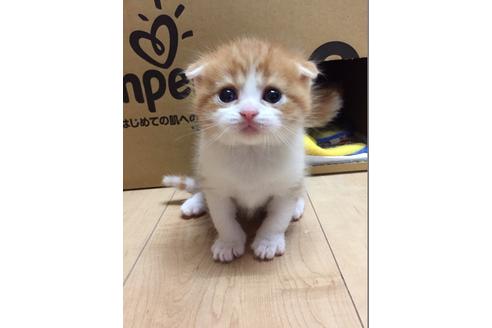 スコティッシュフォールド 子猫id 3467 の詳細情報 京都府 男の子 17 12 27生まれ レッドタビー ホワイト 子猫ブリーダーナビ スコティッシュフォールド 子猫id 3467 の詳細情報 京都府 男の子 17 12 27生まれ レッドタビー ホワイト 子猫ブリーダーナビ