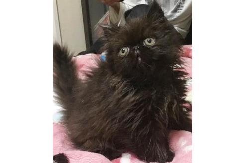 成約済の愛知県のエキゾチックロングヘア-3497の5枚目