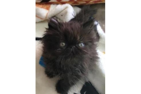 成約済の愛知県のエキゾチックロングヘア-3497の4枚目