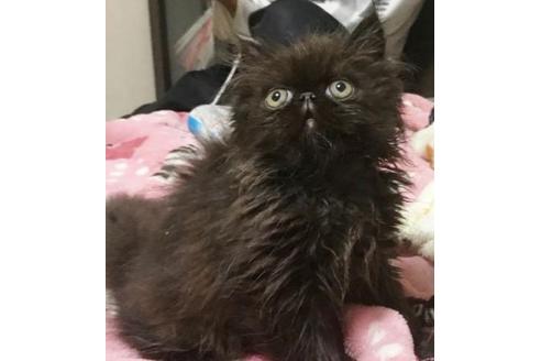 成約済の愛知県のエキゾチックロングヘア-3497の3枚目