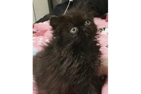 成約済の愛知県のエキゾチックロングヘア-3497の2枚目