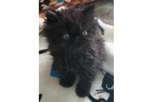 成約済の愛知県のエキゾチックロングヘア-3497の1枚目