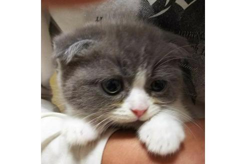 成約済の愛知県のスコティッシュフォールド-3498の5枚目