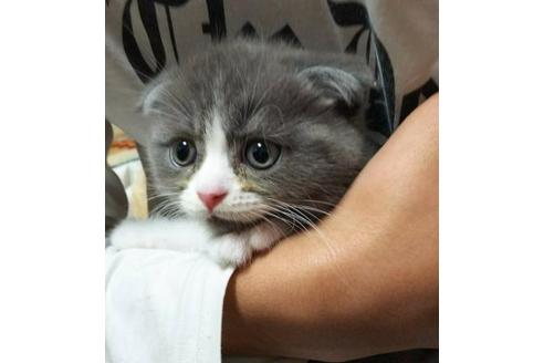 成約済の愛知県のスコティッシュフォールド-3498の2枚目