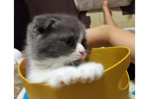 成約済の愛知県のスコティッシュフォールド-3498の1枚目