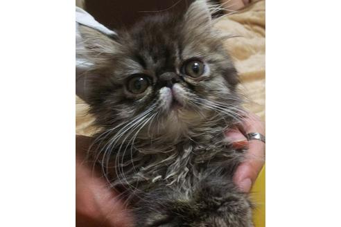 成約済の愛知県のエキゾチックショートヘア-3408の4枚目