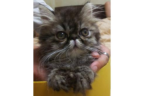 成約済の愛知県のエキゾチックショートヘア-3408の3枚目