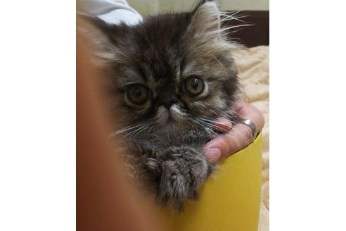 成約済の愛知県のエキゾチックショートヘア-3408の2枚目