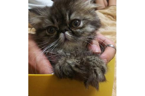 成約済の愛知県のエキゾチックショートヘア-3408の1枚目