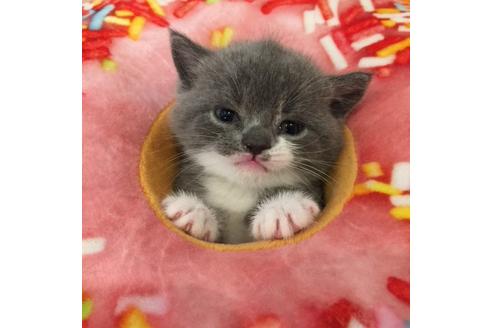 成約済の大阪府のスコティッシュフォールド-3504の5枚目