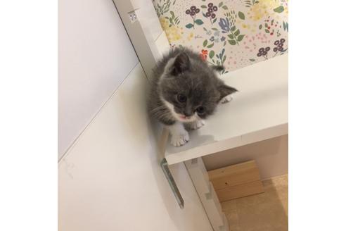 成約済の大阪府のスコティッシュフォールド-3504の4枚目