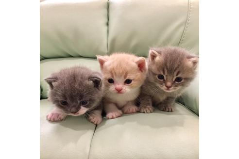 成約済の大阪府のスコティッシュフォールド-3504の3枚目