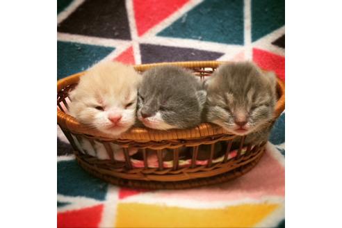 成約済の大阪府のスコティッシュフォールド-3504の2枚目