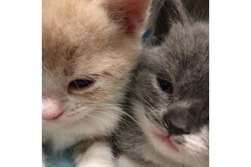 成約済の大阪府のスコティッシュフォールド-3504の1枚目