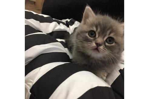 成約済の大阪府のスコティッシュフォールド-3505の5枚目