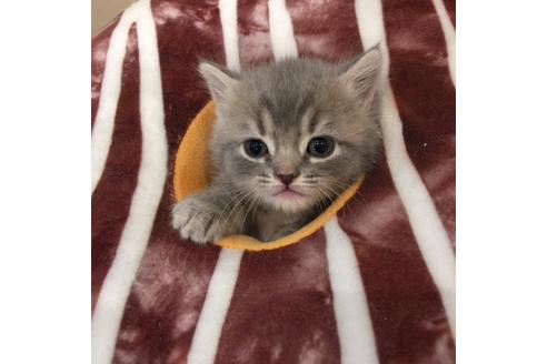 成約済の大阪府のスコティッシュフォールド-3505の4枚目