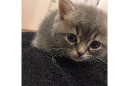 成約済の大阪府のスコティッシュフォールド-3505の3枚目