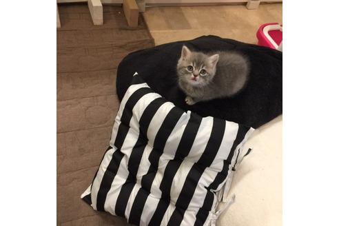 成約済の大阪府のスコティッシュフォールド-3505の2枚目