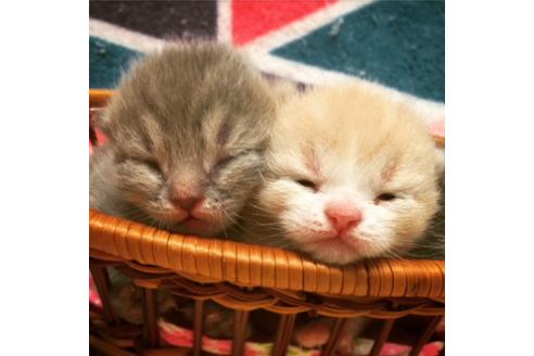 成約済の大阪府のスコティッシュフォールド-3505の1枚目