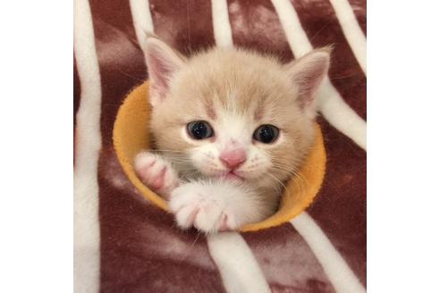 成約済の大阪府のスコティッシュフォールド-3506の5枚目