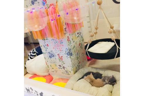 成約済の大阪府のスコティッシュフォールド-3506の4枚目