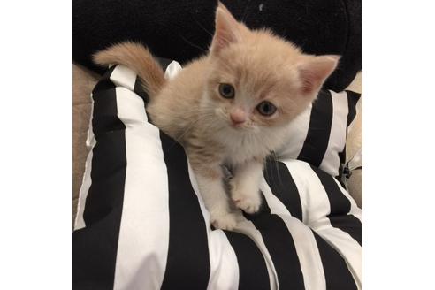 成約済の大阪府のスコティッシュフォールド-3506の3枚目