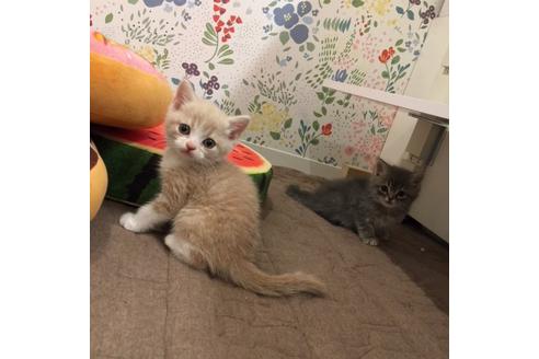 成約済の大阪府のスコティッシュフォールド-3506の1枚目