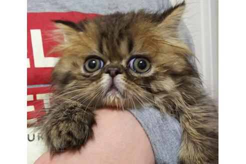 成約済の愛知県のペルシャ(チンチラ)-3396の4枚目