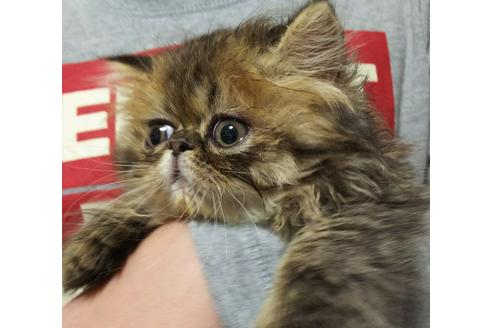 成約済の愛知県のペルシャ(チンチラ)-3396の3枚目