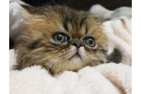 成約済の愛知県のペルシャ(チンチラ)-3396の2枚目