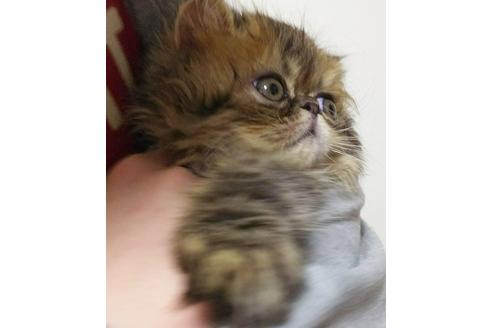 成約済の愛知県のペルシャ(チンチラ)-3396の1枚目