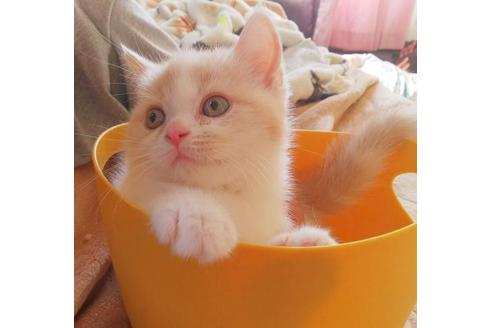 成約済の愛知県のスコティッシュフォールド-3538の5枚目