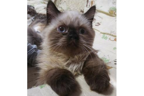 成約済の愛知県のヒマラヤン-3407の5枚目