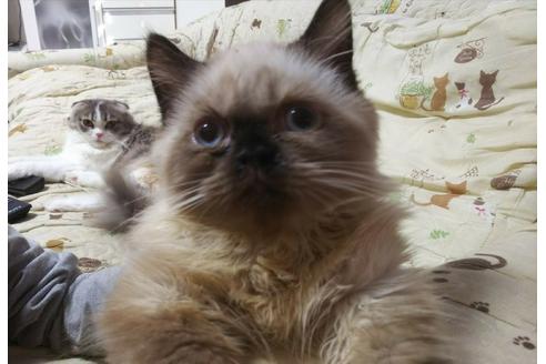 成約済の愛知県のヒマラヤン-3407の4枚目