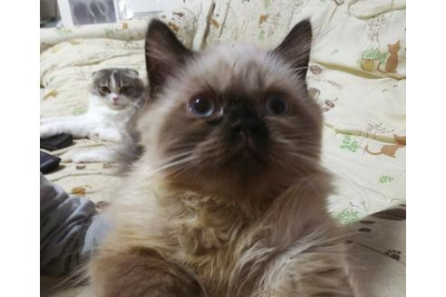 成約済の愛知県のヒマラヤン-3407の2枚目