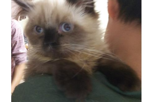 成約済の愛知県のヒマラヤン-3407の1枚目