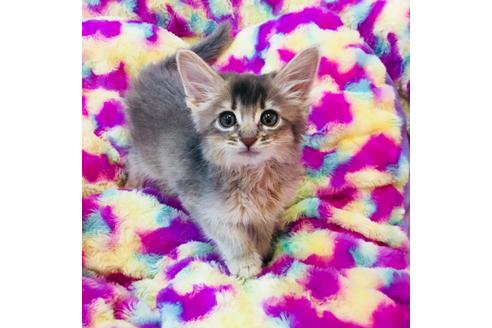 成約済の大阪府のソマリ-3562の4枚目