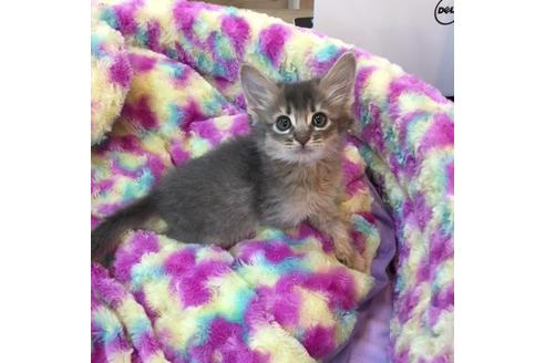 成約済の大阪府のソマリ-3562の3枚目