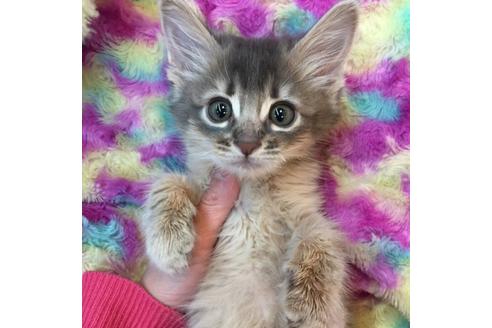 成約済の大阪府のソマリ-3562の2枚目