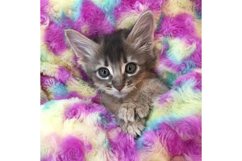 成約済の大阪府のソマリ-3562の1枚目